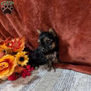 Jewel, Yorkie Puppy